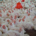 Se celebró el Día de la Avicultura