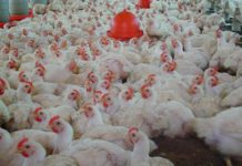 Se celebró el Día de la Avicultura