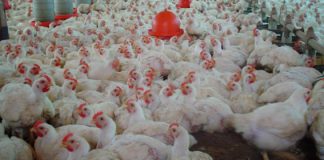 Se celebró el Día de la Avicultura