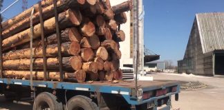Se está acopiando madera para exportar desde el puerto de Concepción del Uruguay