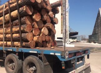 Se está acopiando madera para exportar desde el puerto de Concepción del Uruguay
